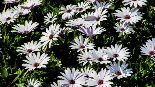 Nature blossom spring