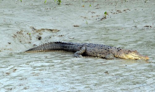 Indo-pacific crocodile marine sea-going crocodile