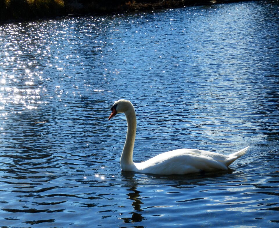 Nature water