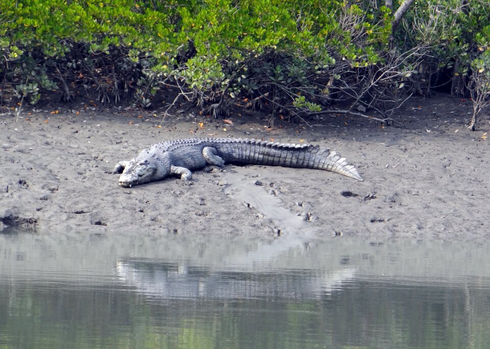 Indo-pacific crocodile marine sea-going crocodile