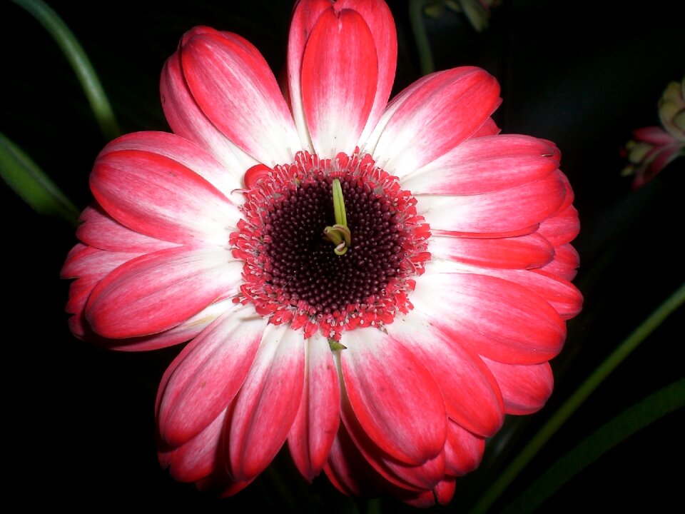 Red close up plant