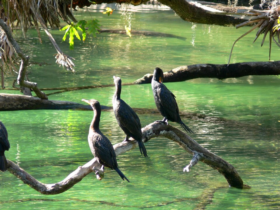 Water wild wildlife