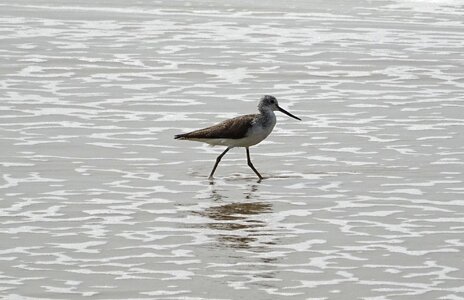 Aves avian beach