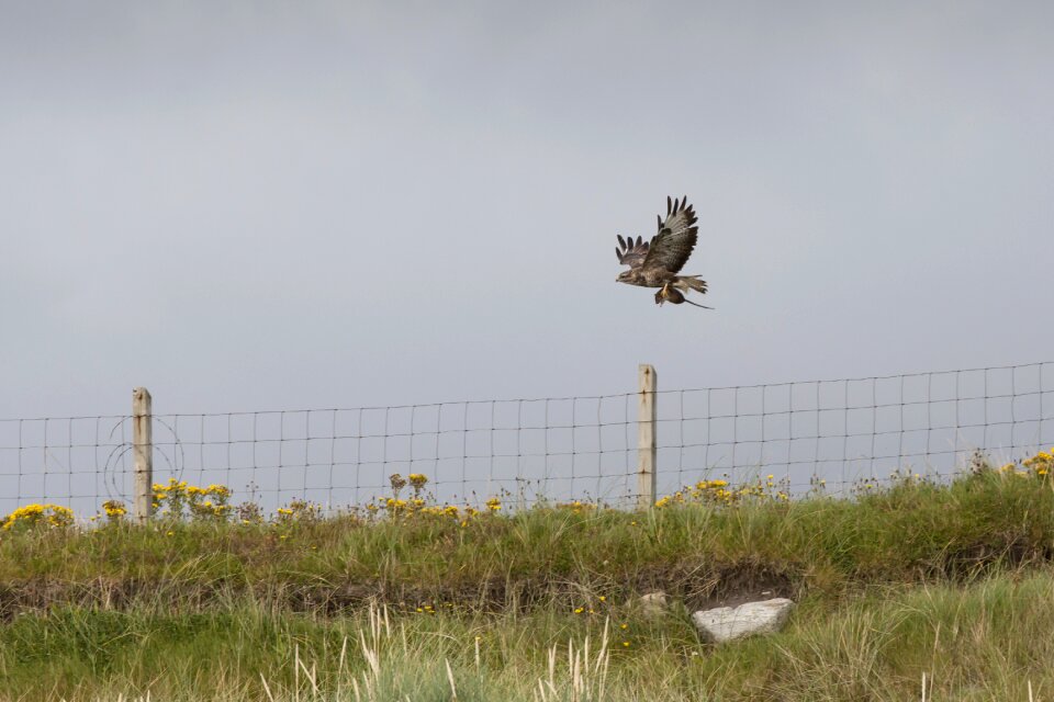 Prey wildlife ornithology