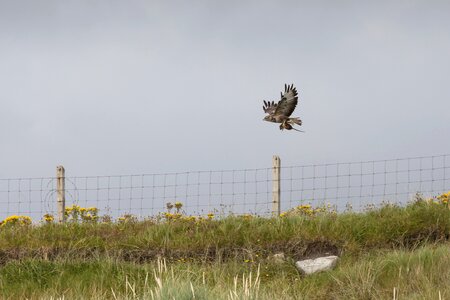 Prey wildlife ornithology