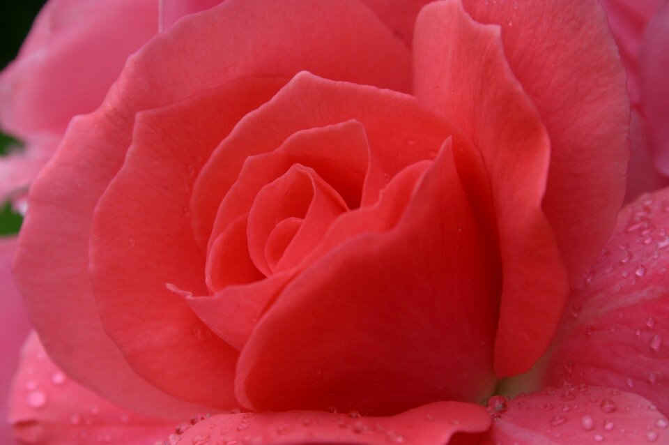 Drop of water close up pink