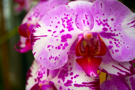 Nature close-up purple flower