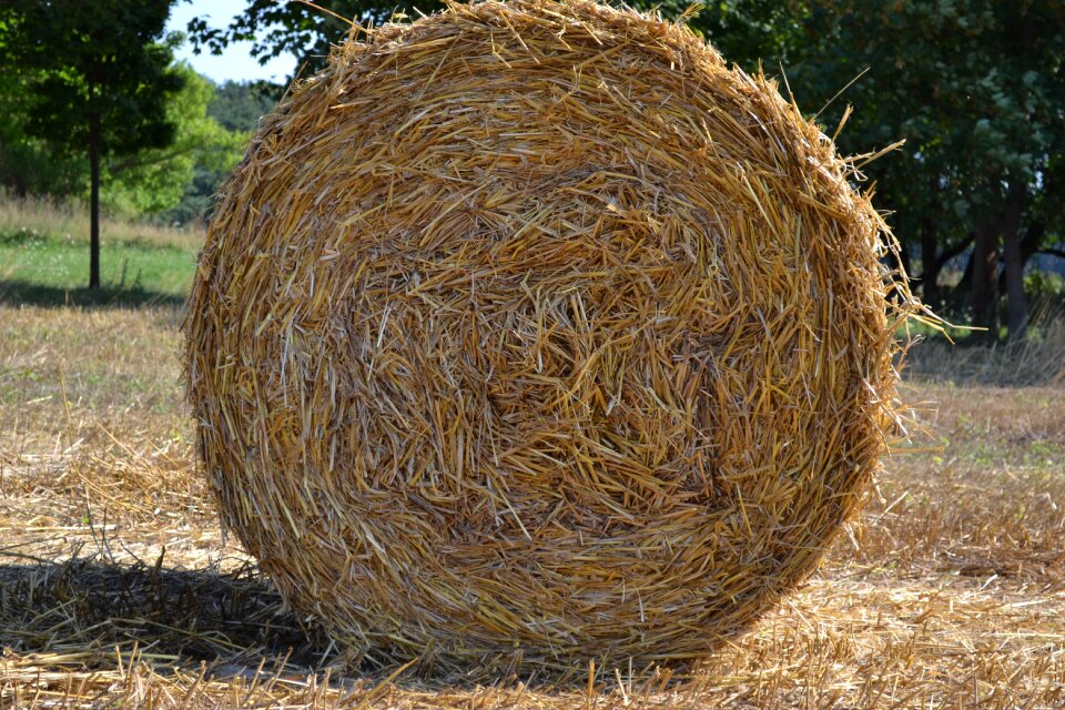 Field agriculture harvested