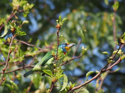 Taipei botanical garden bird photo