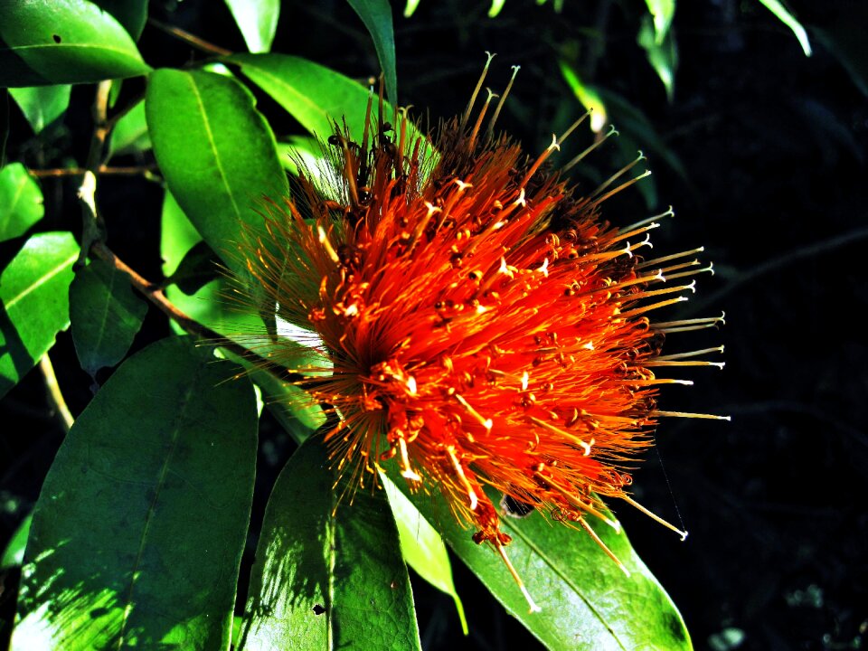 Botanical garden orange botany