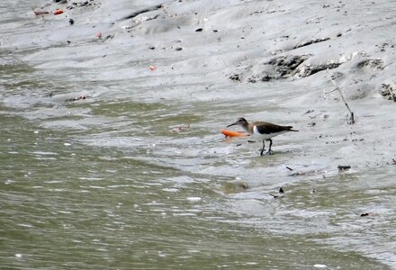 Bird sundarbans swamp