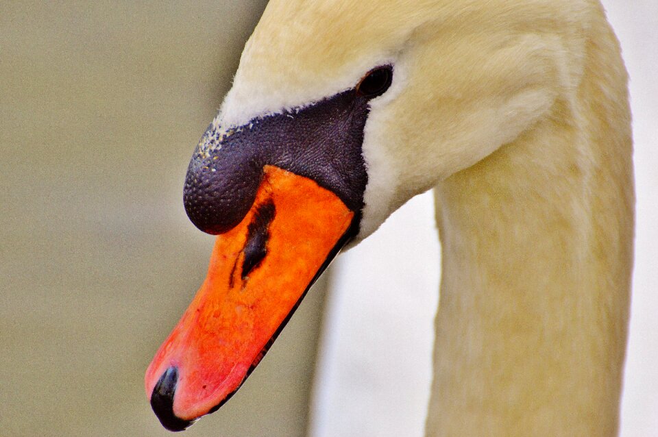 Pride bird waterfowl