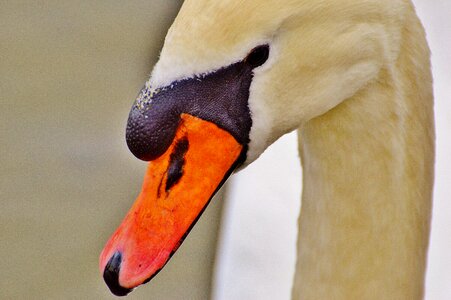 Pride bird waterfowl photo