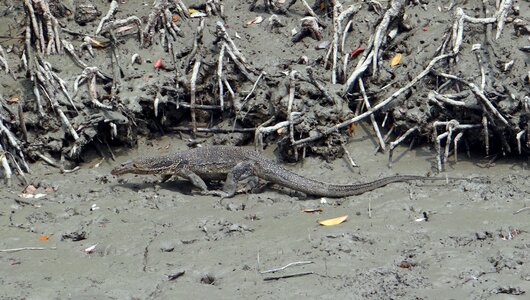 Wild sundarbans swamp