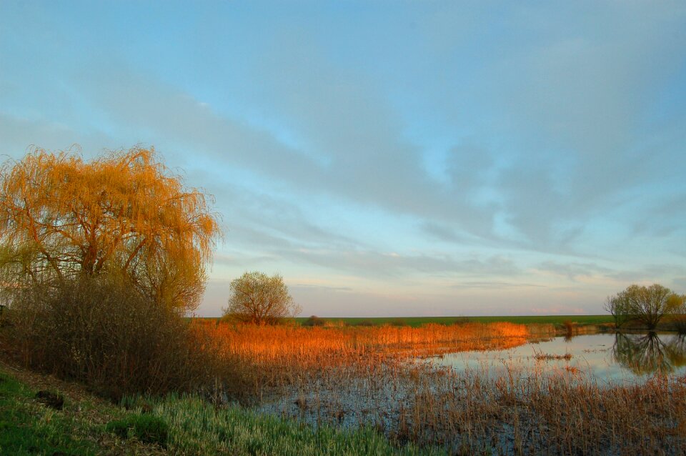 Spring at sunset nature
