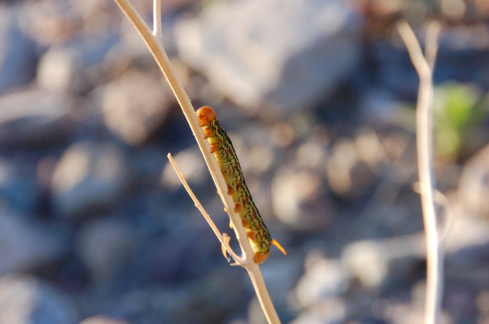 Entomology bug death valley