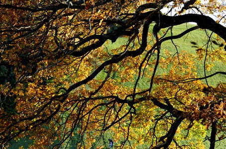 Colorful leaves backlighting colorful photo