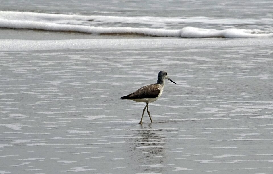 Aves avian beach