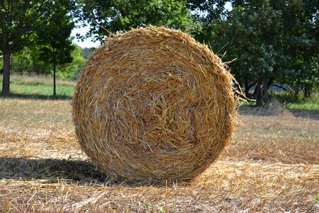 Round bales harvested stubble