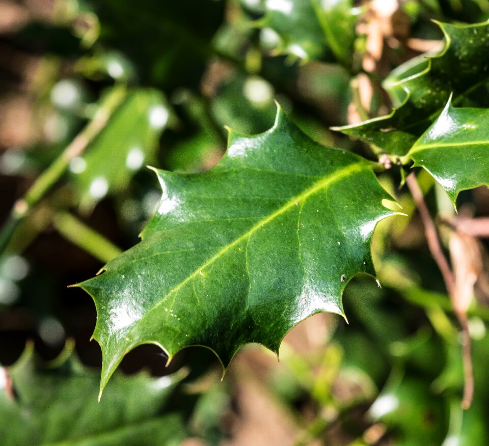 Green prickly evergreen