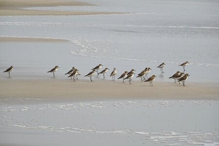 Fauna avian beach photo