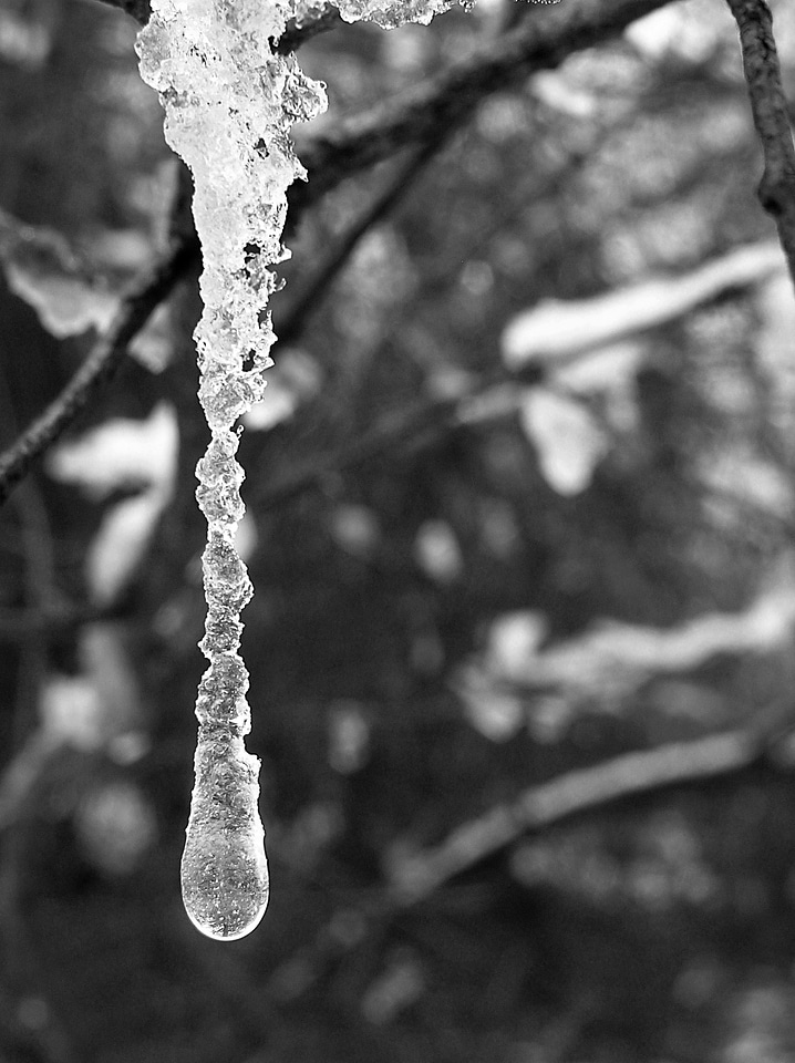 Winter nature black and white