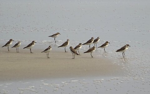 Fauna avian beach photo