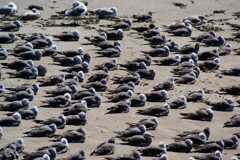 Sand coast nature