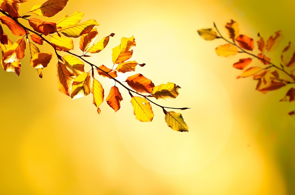 Leaves leaf branches