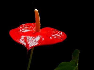 Blossom bloom flamingo flower photo