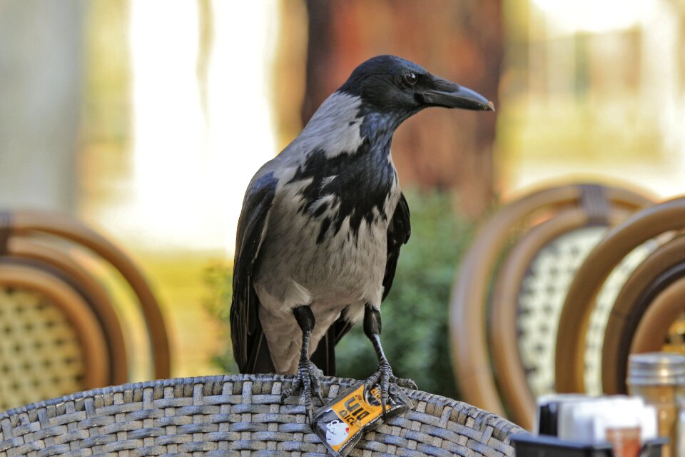 Bird birds beauty in nature