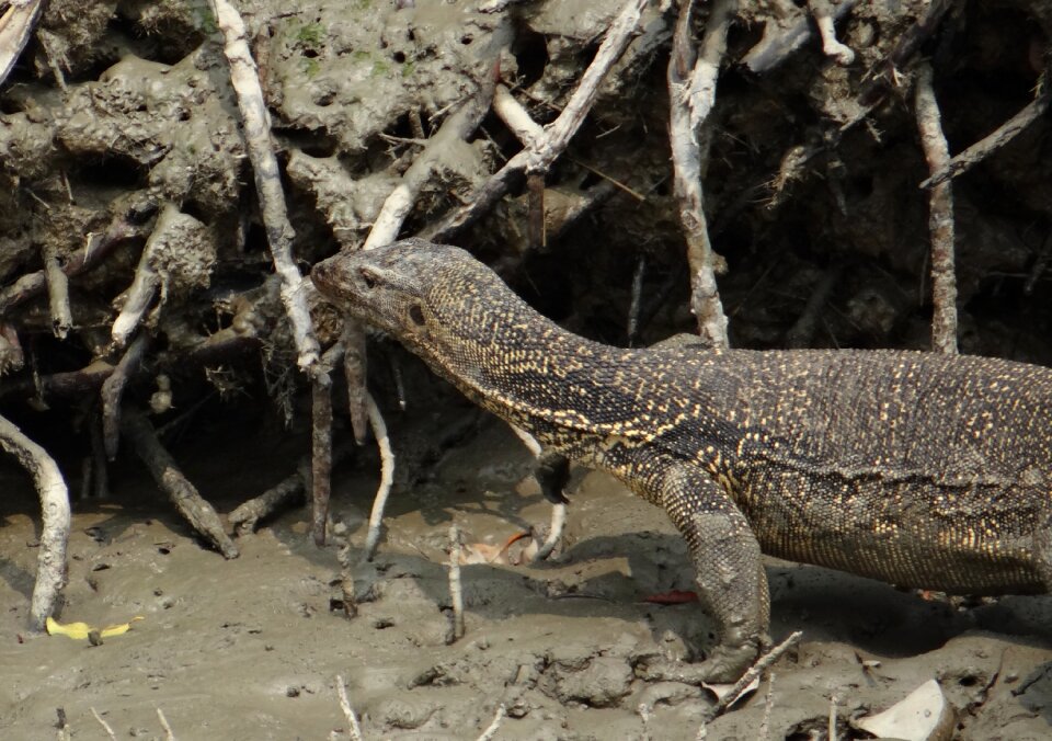Wild sundarbans swamp