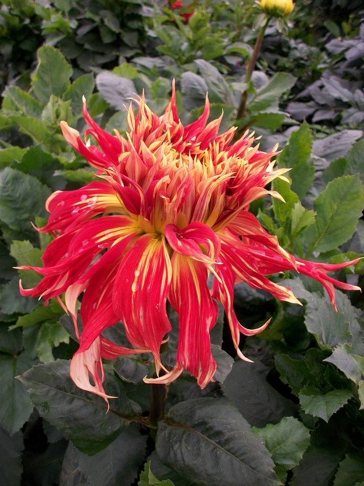 Dahlia garden red yellow