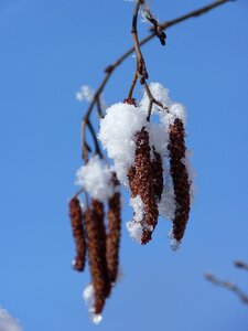 Hazelnut frühlingsanfang nature