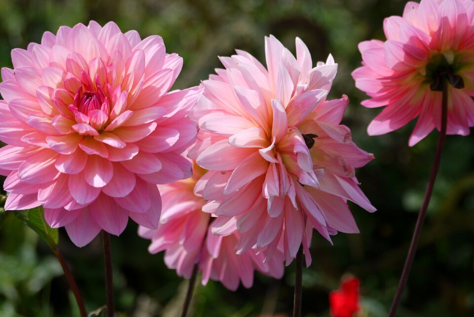 Blooms spring nature