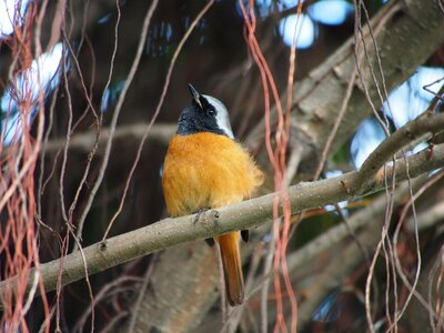 Bird botanical garden taipei