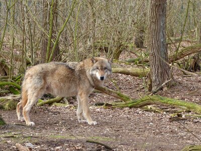 Predator wildlife park wild animal photo