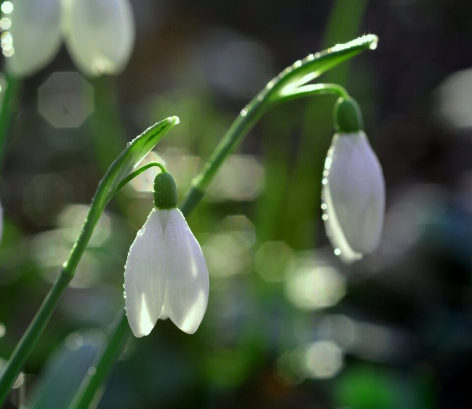 Snowdrop nature spring