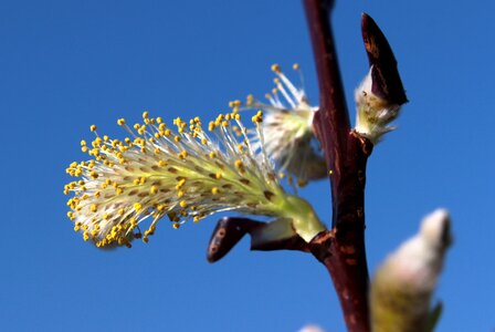Blossom bloom plant