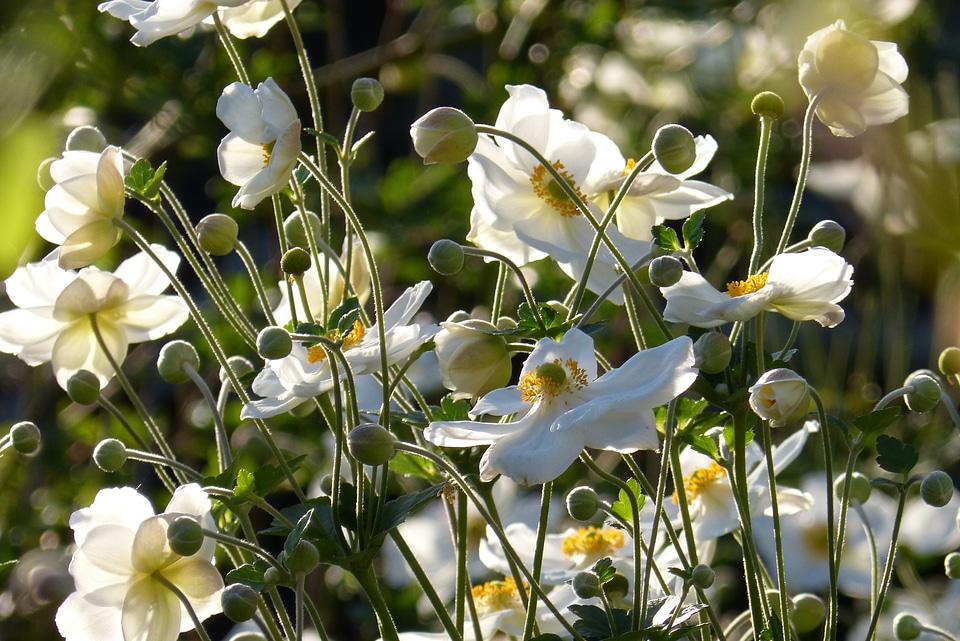 White flower blossom