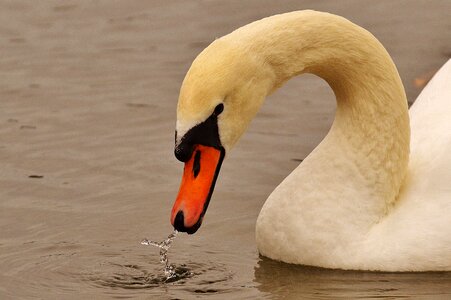 Pride bird waterfowl