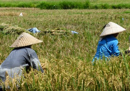 Rice fields chineese hats