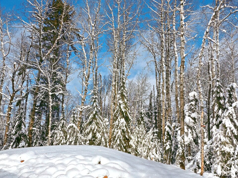 Season nature white