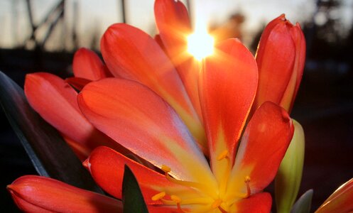 Amaryllidaceae houseplant flower bracts photo