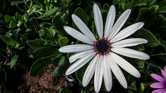 Nature blossom spring