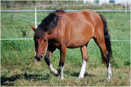 Hooves horse the head of a horse