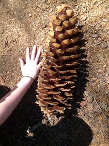 Mariposa nature hand