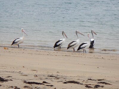 Waterbird australia pelican