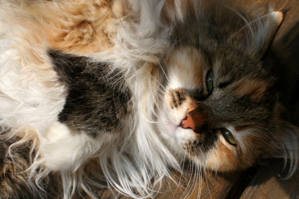 Cat pet three coloured