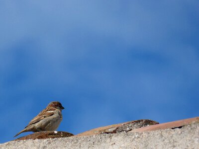 Roof sky observe photo